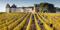 Vineyards and Château d'Yquem